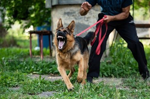 snarling dog attacking someone